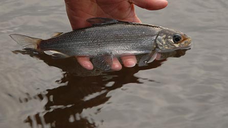 Welsh Record Fish list - Fishing Guide Wales 2022