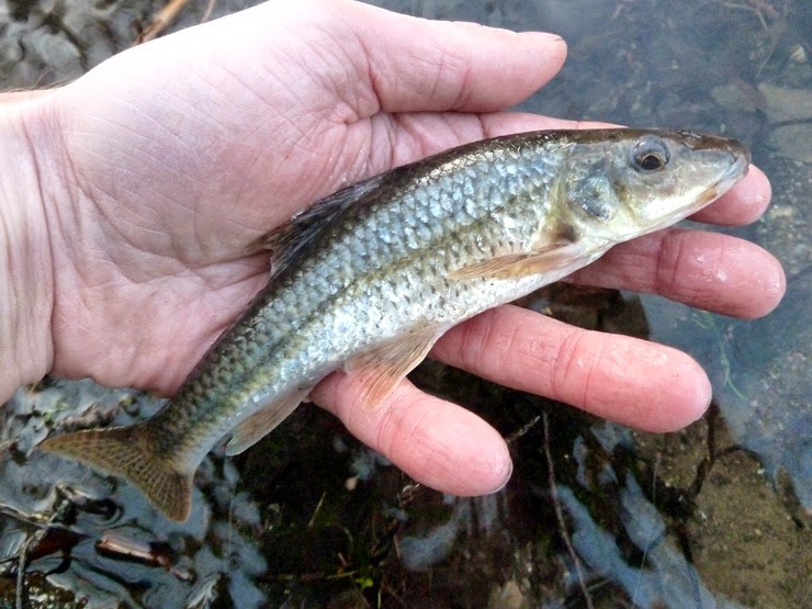 Welsh Record Fish list - Fishing Guide Wales 2022