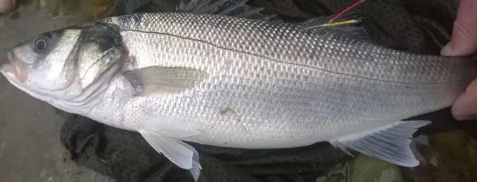Welsh Record Fish list - Fishing Guide Wales 2023