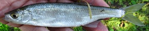 Welsh Record Fish list - Fishing Guide Wales 2023