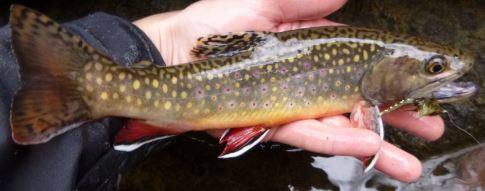 Welsh Record Fish list - Fishing Guide Wales 2023