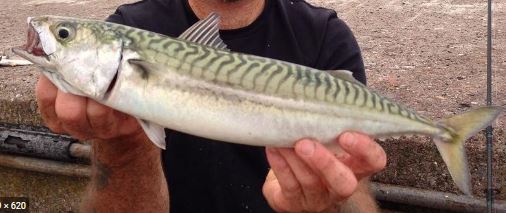 Welsh Record Fish list - Fishing Guide Wales 2022