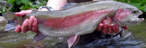Welsh Record Fish list - Fishing Guide Wales 2023
