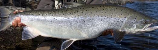 Welsh Record Fish list - Fishing Guide Wales 2023
