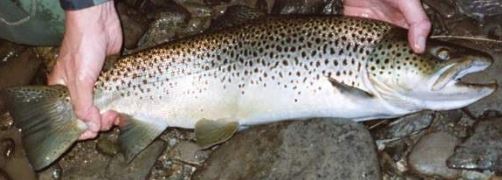 Welsh Record Fish list - Fishing Guide Wales 2023